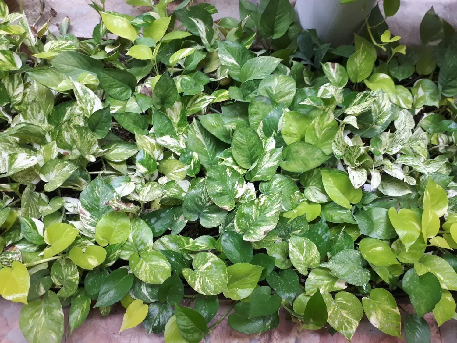 پتوس|گل و گیاه طبیعی|قشم, |دیوار