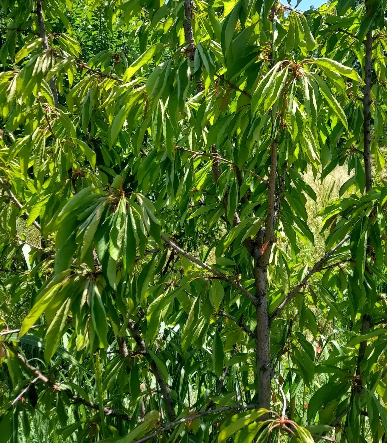 باغ بیلوار|فروش زمین و ملک کلنگی|بیلوار, |دیوار