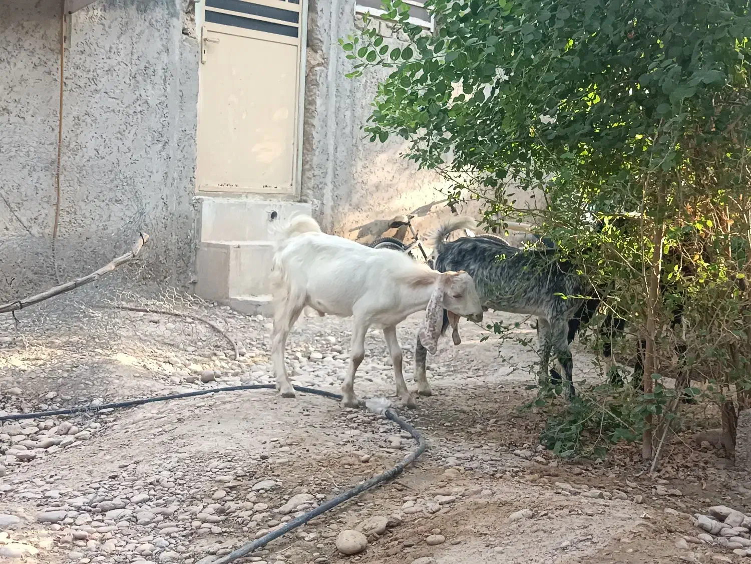 کهره نر|حیوانات مزرعه|شبانکاره, |دیوار