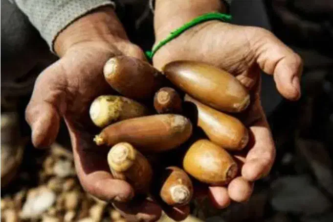 بلوط تازه|گل و گیاه طبیعی|مسجد سلیمان, |دیوار