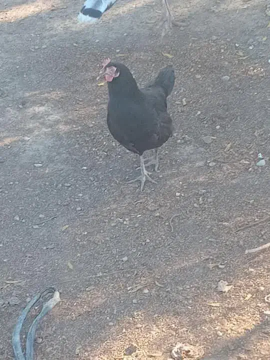 مرغ محلی بوقلمون|حیوانات مزرعه|گنبد کاووس, |دیوار