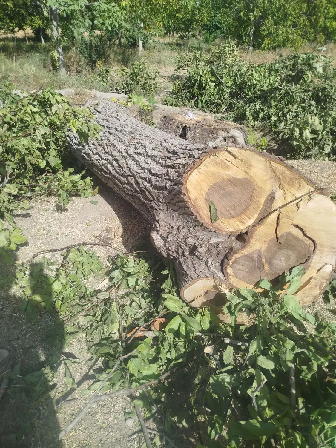 خریدوبرش چوب ضایعات درختان میوه وصنوبردرسرزمین|خدمات باغبانی و درختکاری|ملایر, |دیوار