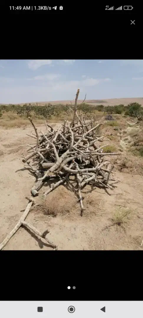 خریدار  چوب پسته و غیره و اجاره زمین|خدمات باغبانی و درختکاری|انار, |دیوار