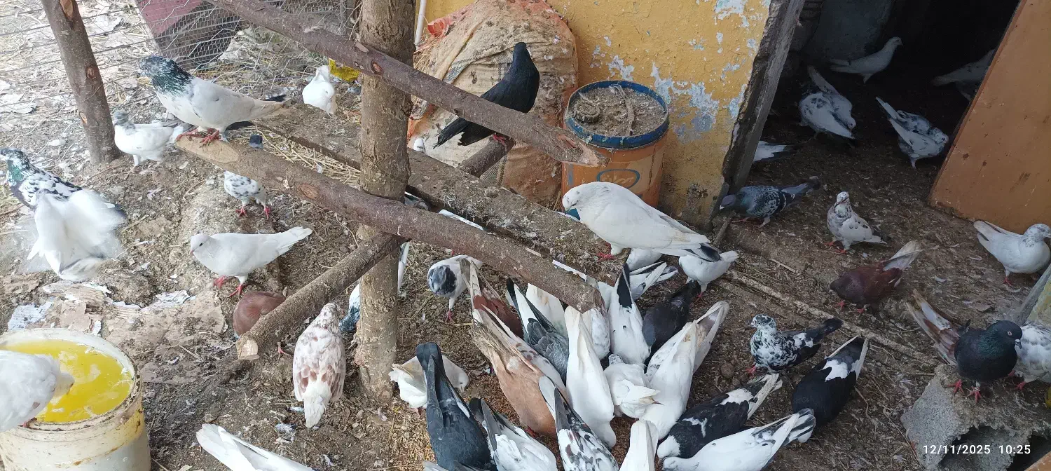 کبوترپرشی تهران وکاشان|پرنده|پرهسر, |دیوار