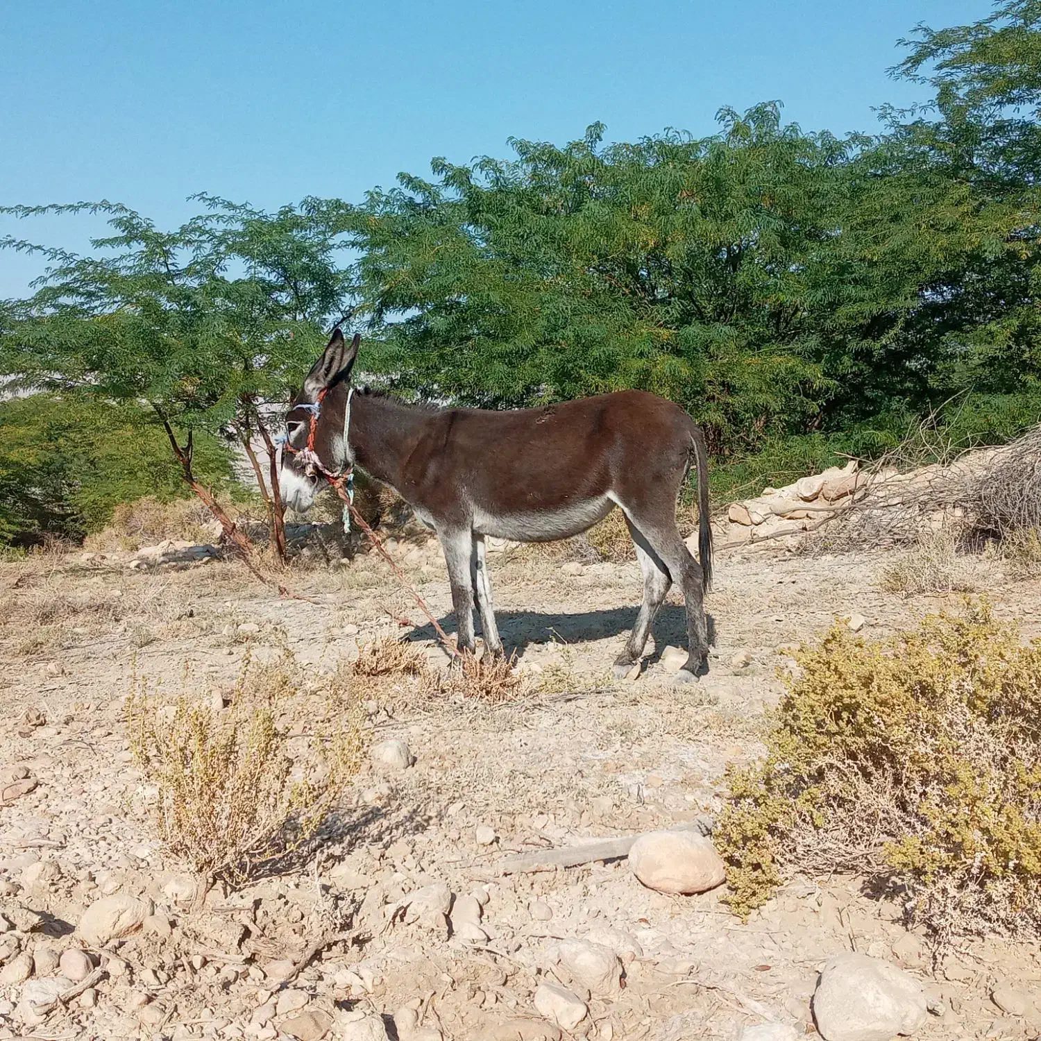 خر.ماده|حیوانات مزرعه|بندرعباس, |دیوار