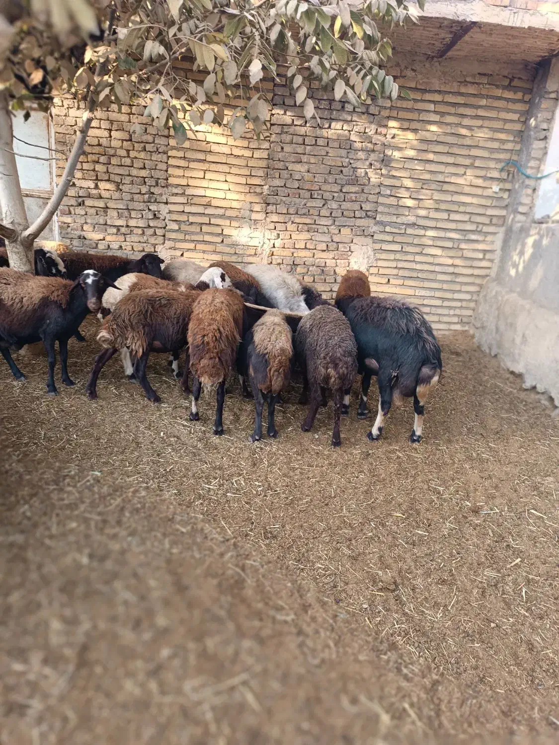 بز میش بره افشار غزل آبستن گوسفند افشاری قوچ|حیوانات مزرعه|قره چای, |دیوار