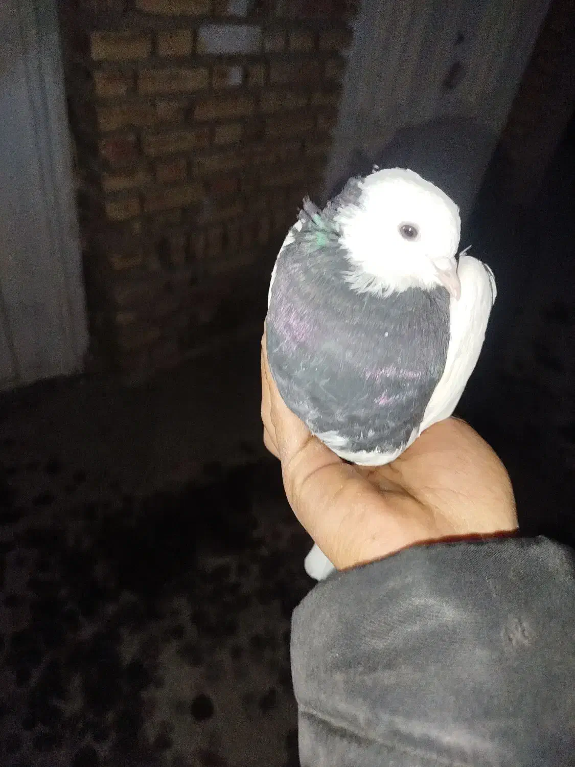 طوقی|پرنده|گلمکان, |دیوار