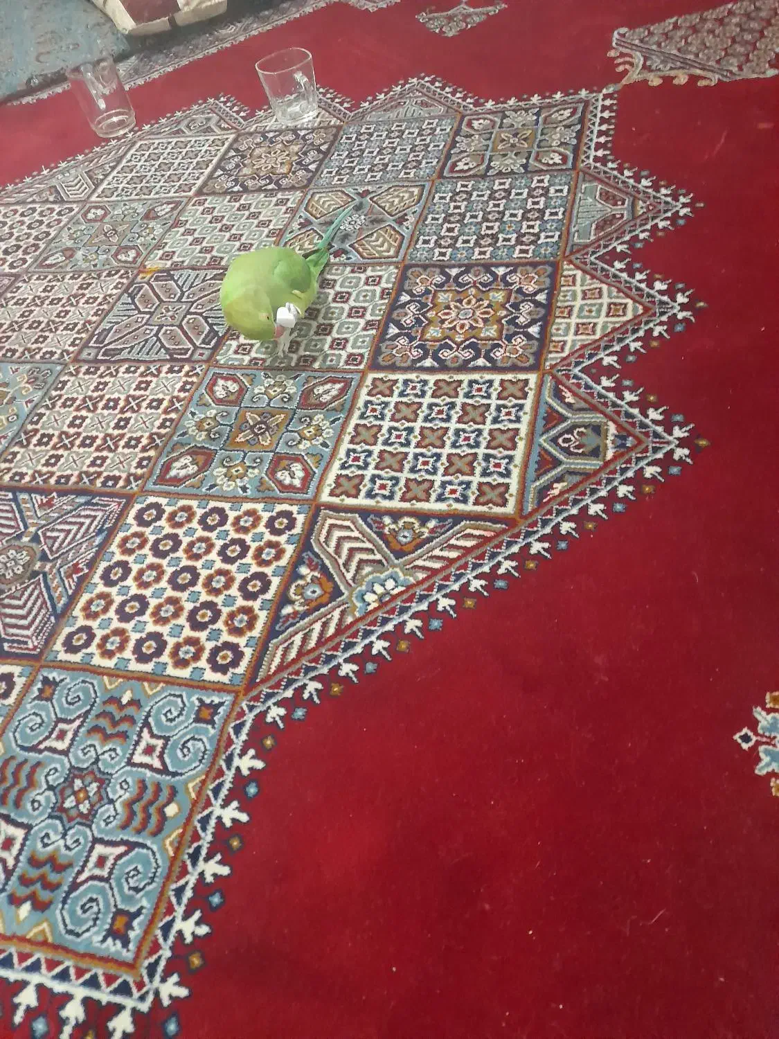 طوطی منگلو سخنگو سبز ماده|پرنده|ماهان, |دیوار