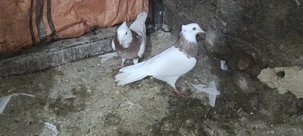 طوق|پرنده|زاگرس, |دیوار