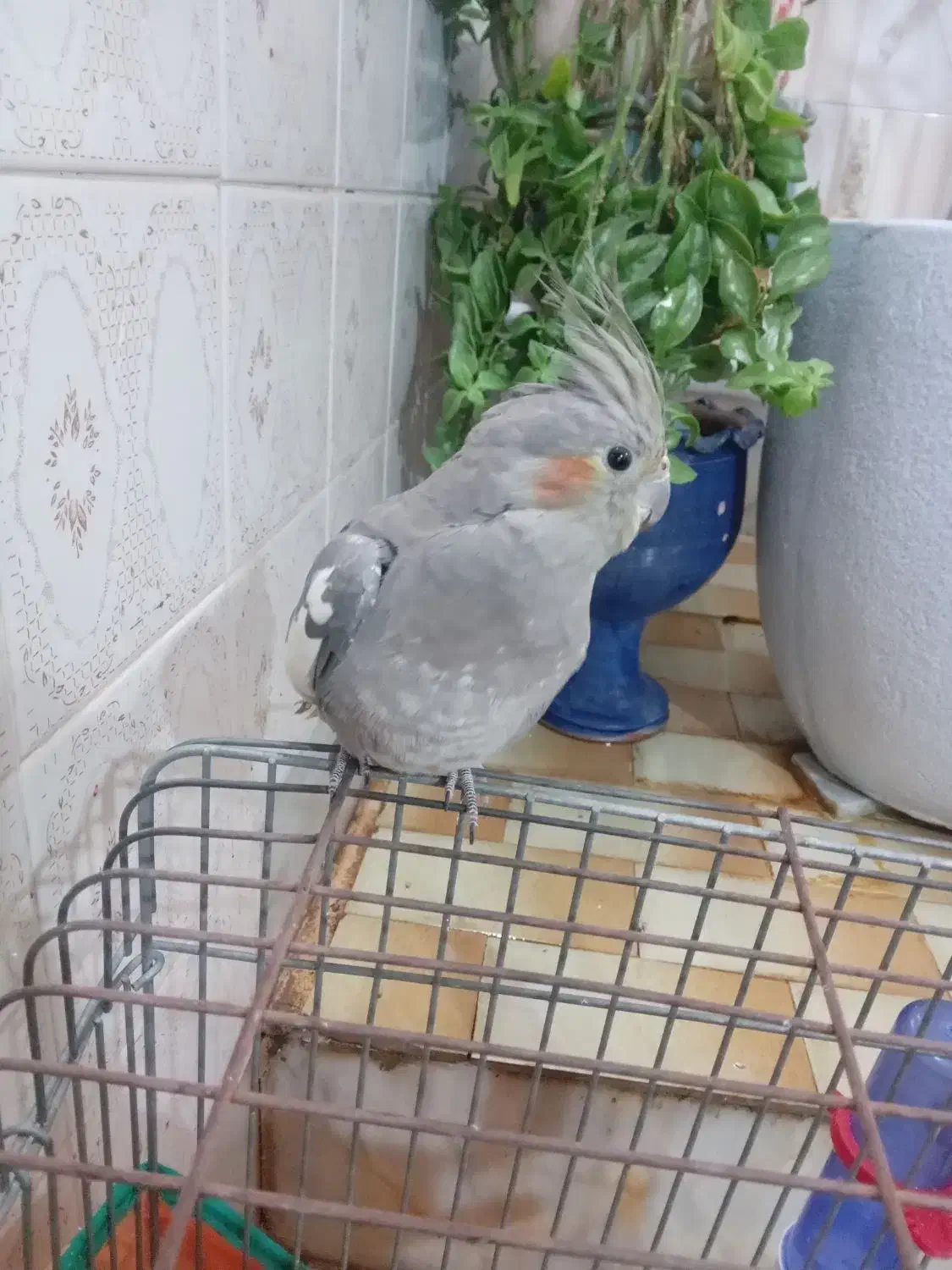 عروس هلندی|پرنده|ساوه, |دیوار