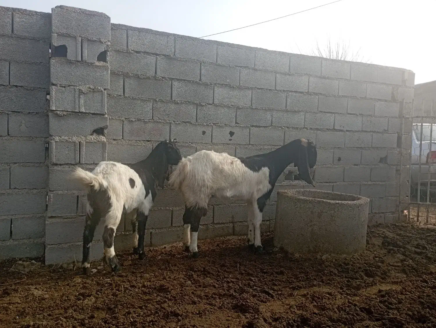 بز با بزغاله آبستن|حیوانات مزرعه|آزادشهر, |دیوار