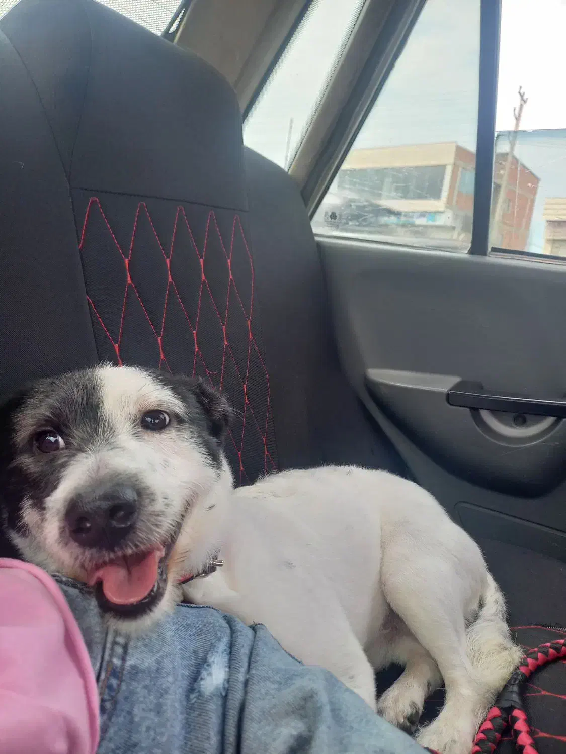 واگذاری سگ ۱ ساله|سگ|نوشهر, |دیوار