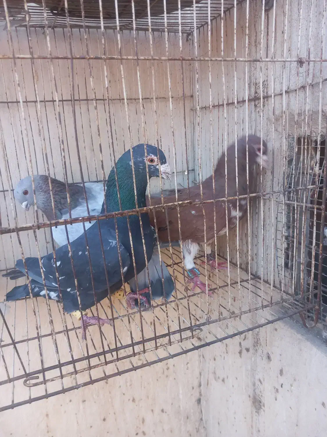 سار ..ساده|پرنده|مشهد, رضاییه|دیوار