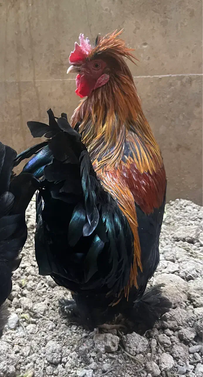 خروس سلطان مرغ گیر|حیوانات مزرعه|قم, انسجام|دیوار