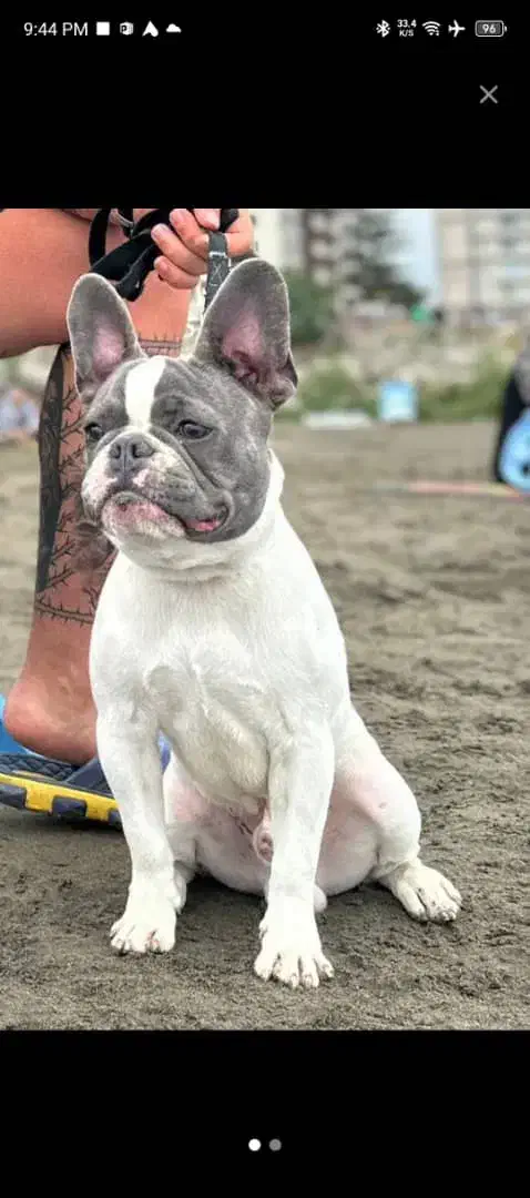 فرنچ بولداگ|سگ|بومهن, |دیوار