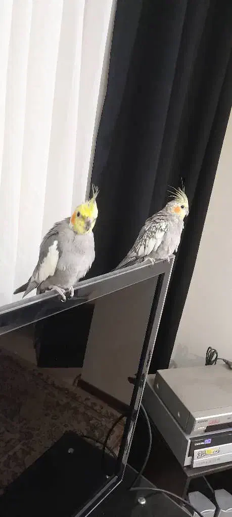 جفت عروس هلندی|پرنده|هشتگرد, هشتگرد قدیم|دیوار