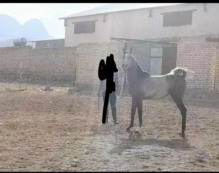 اسب|اسب و تجهیزات اسبسواری|شهرکرد, |دیوار