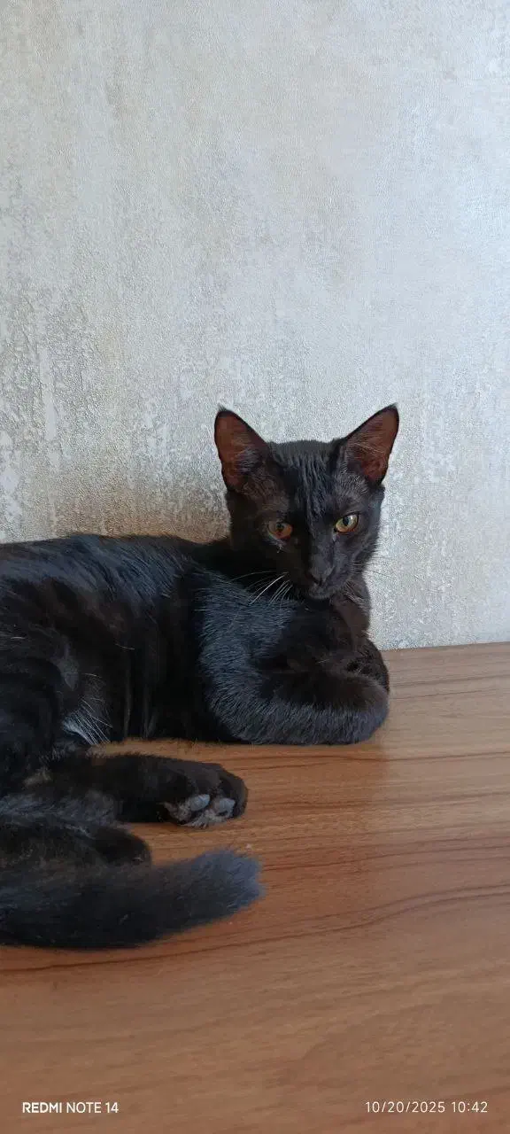 واگذاری گربه|گربه|زنجان, |دیوار