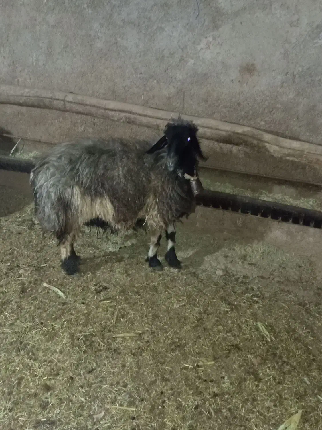 3عددمیش|حیوانات مزرعه|لردگان, |دیوار