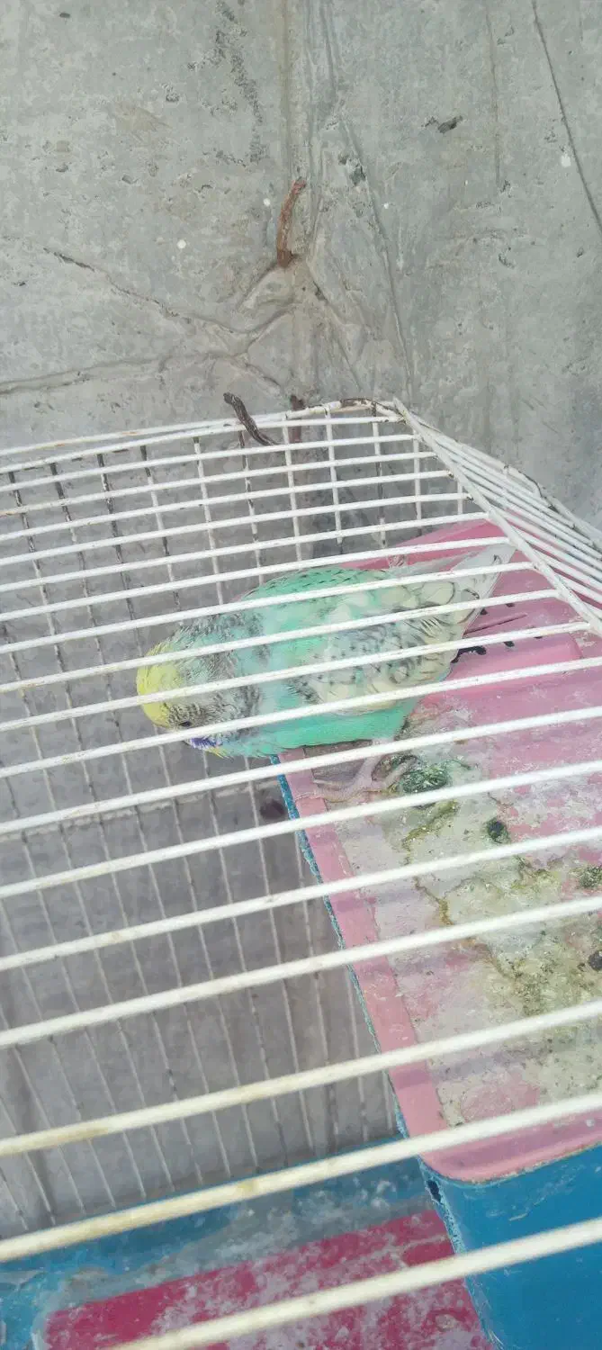 مرغ عشق|پرنده|جیرفت, |دیوار