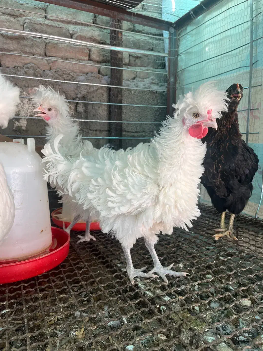 فروشش فوری لهستانی|حیوانات مزرعه|قائم‌شهر, |دیوار