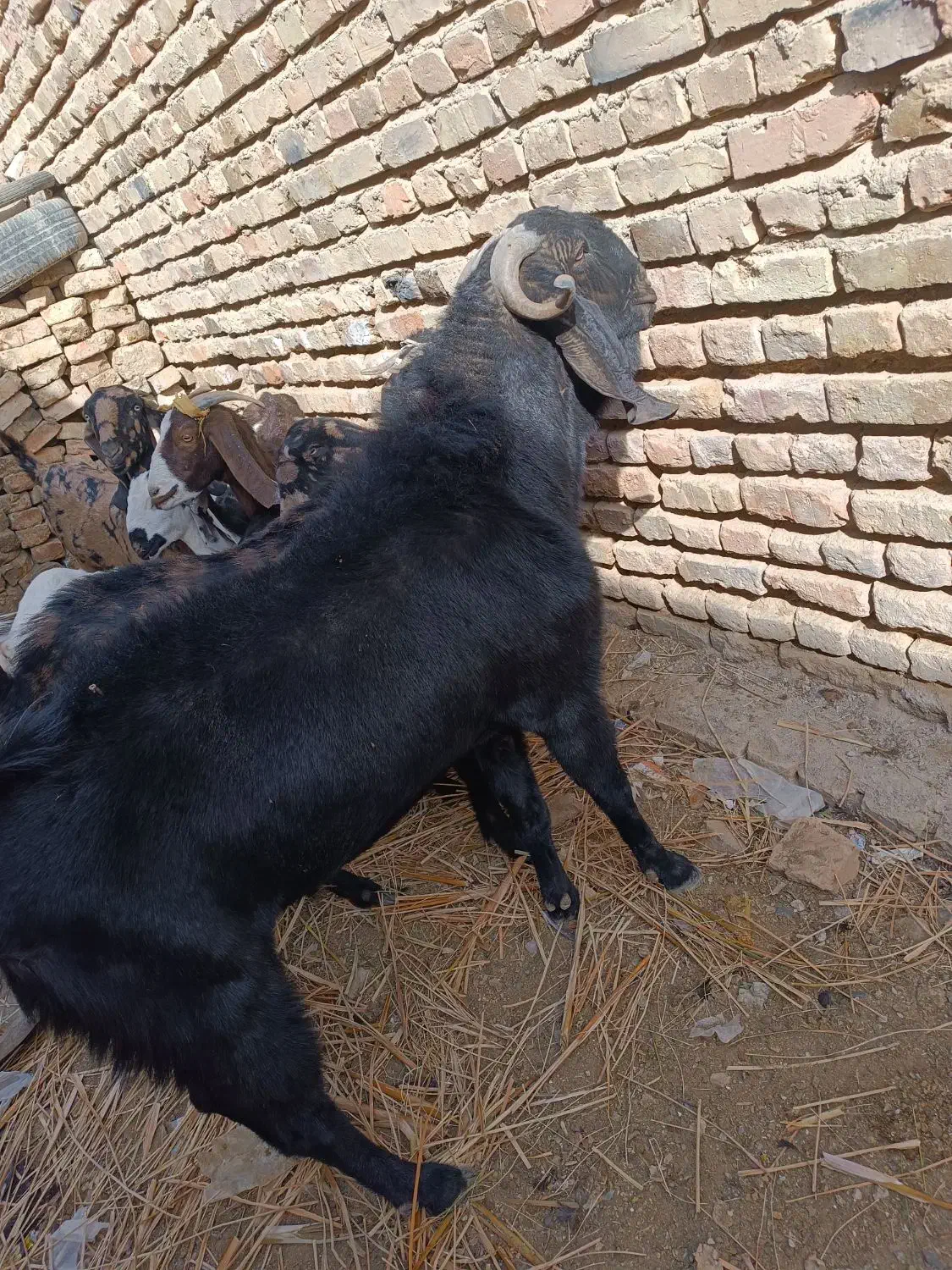 سلام گوسفند پنجاپی دارم چشم سفید اصل|حیوانات مزرعه|خاش, |دیوار