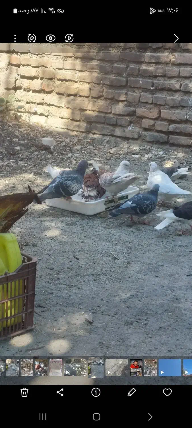 مسافتی د|پرنده|سلماس, |دیوار