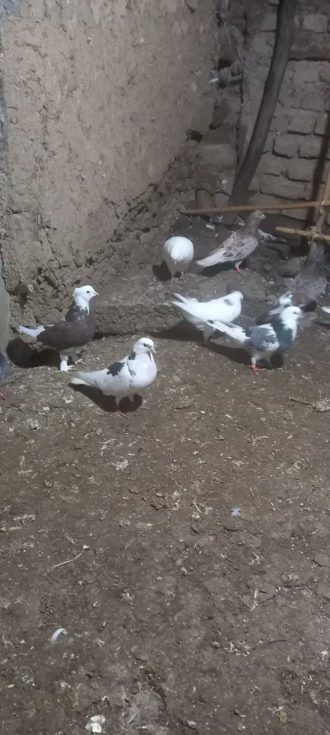 کفترگردن کلفت مخصوص جفتگاه|پرنده|علیآباد کتول, |دیوار