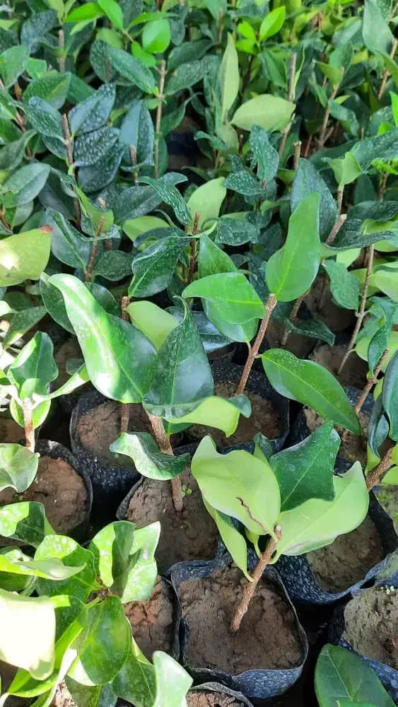 یاس هلندی|گل و گیاه طبیعی|کلاچای, |دیوار