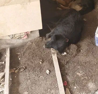 سگ ژرمن مشکی گم شده مژدگانی خوب|حیوانات|رشت, خمیران زاهدان|دیوار