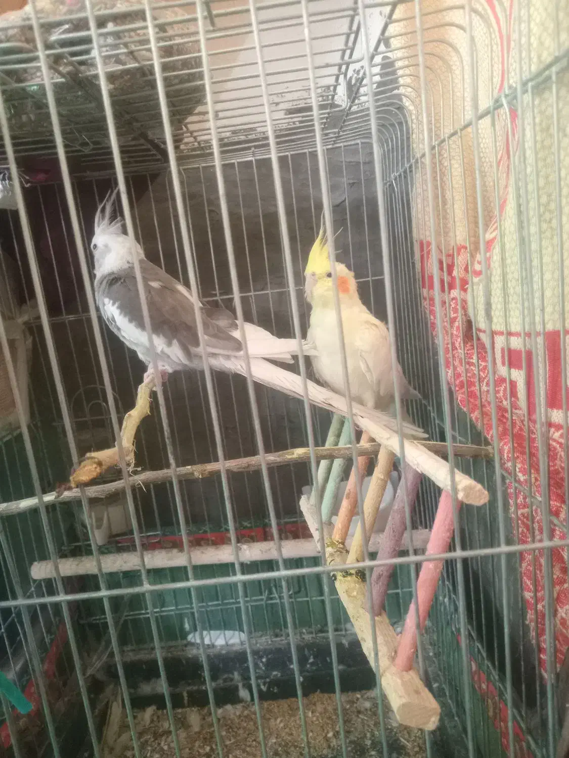 دو عدد عروس هلندی|پرنده|بندر دیر, |دیوار