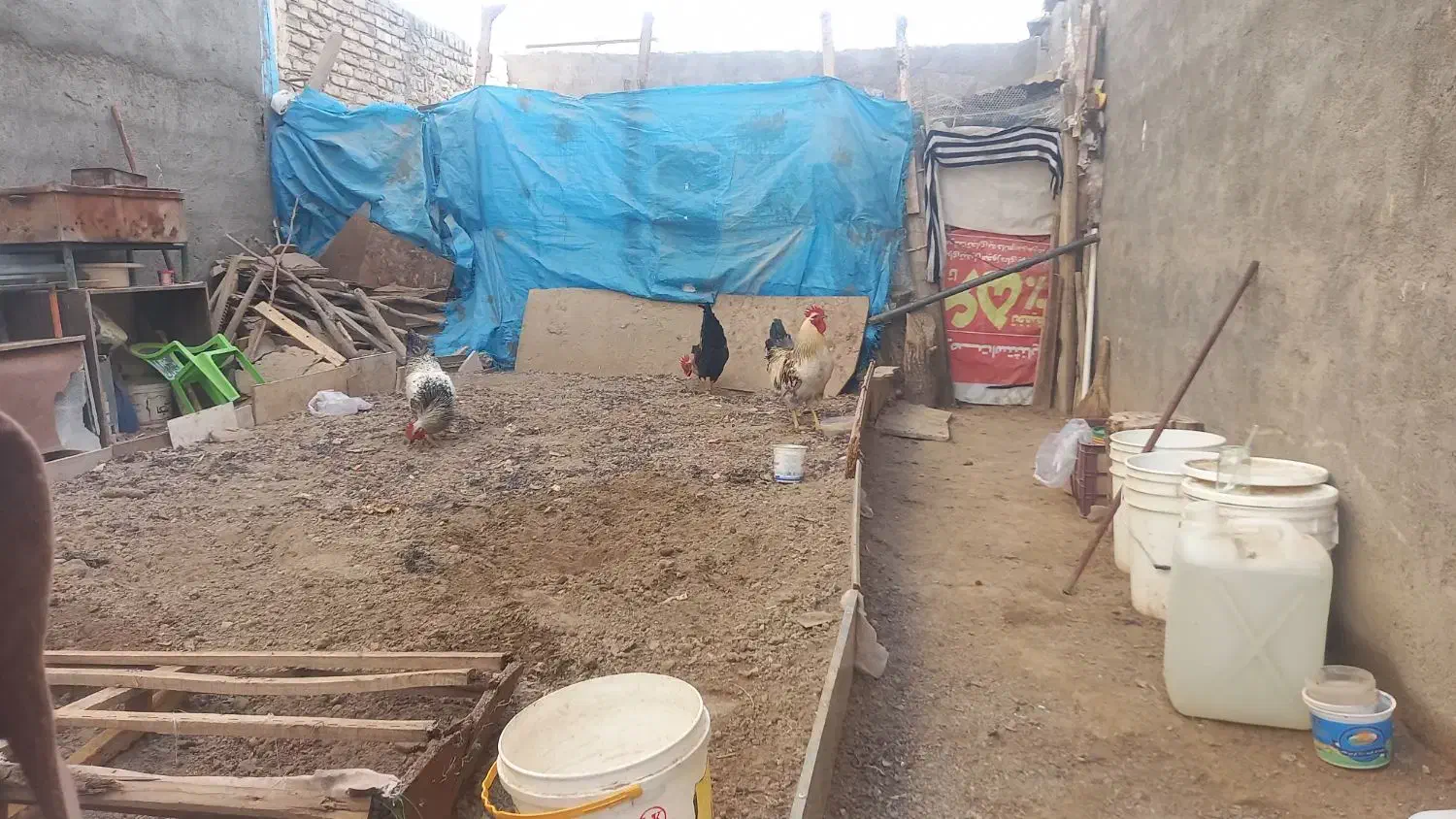 خروس بزرگ|حیوانات مزرعه|مشهد, صیدآباد|دیوار