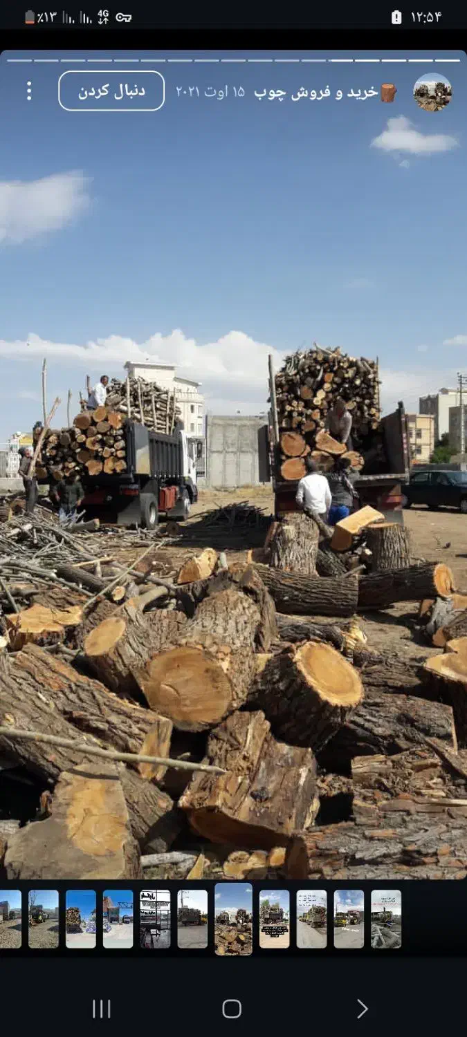 خرید هیزم و درخت|خدمات باغبانی و درختکاری|تالش, هشتپر|دیوار