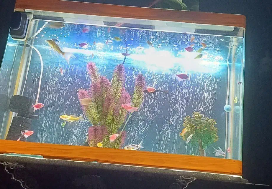 آکواریوم ماهی|ماهی|تایباد, |دیوار