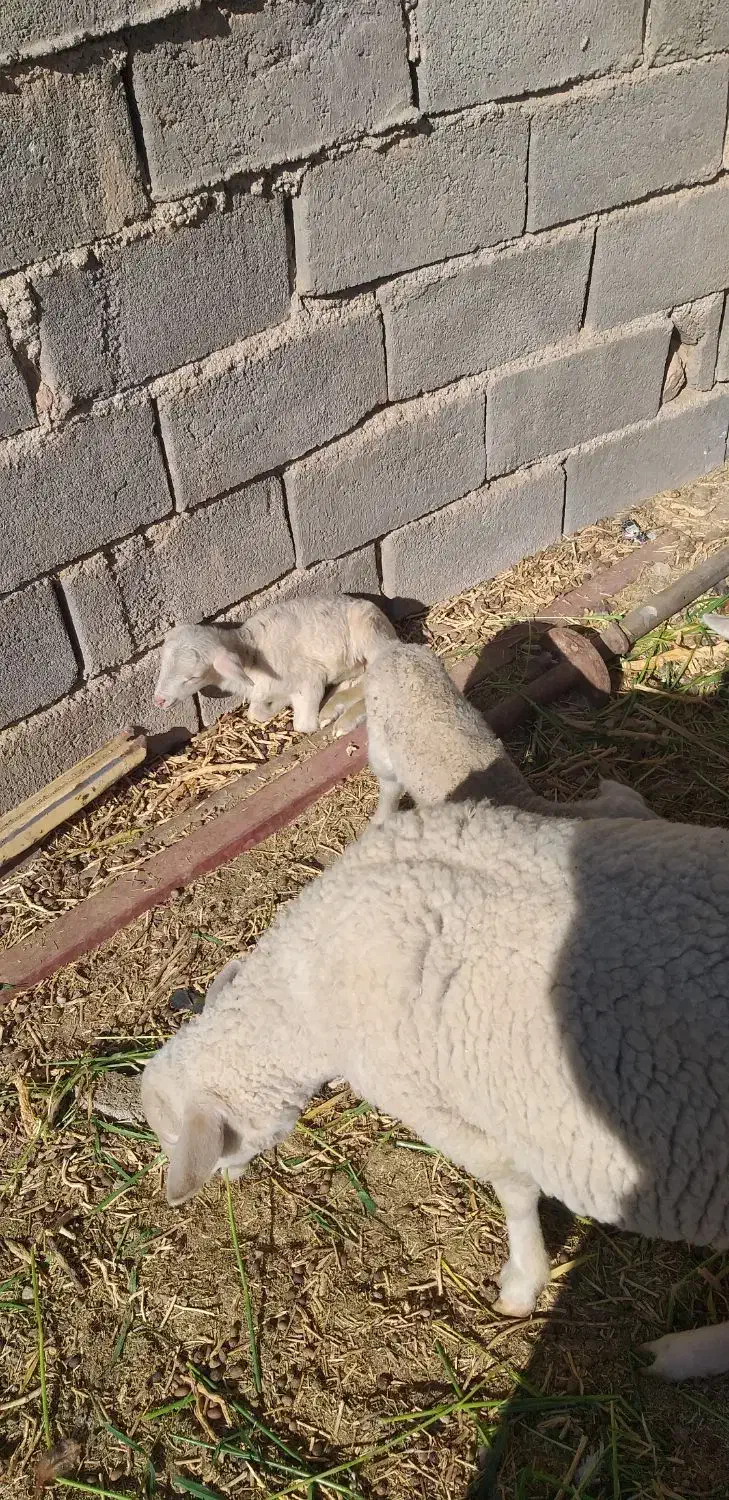 میش و بره لاکن|حیوانات مزرعه|قائن, |دیوار