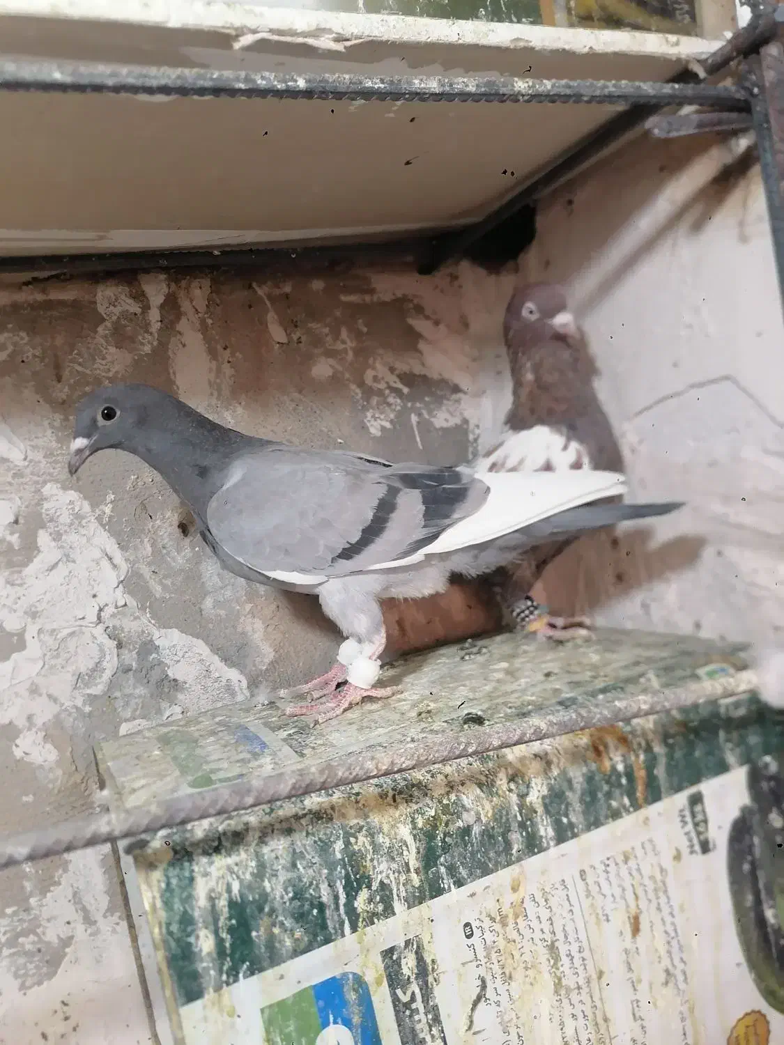 جفت نر|پرنده|بیرجند, |دیوار