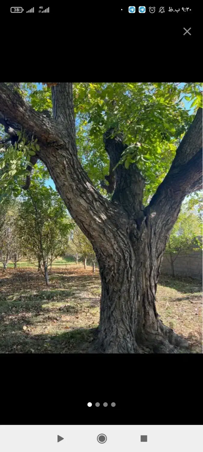 خرید چوب و درخت|خدمات باغبانی و درختکاری|بلبان آباد, |دیوار