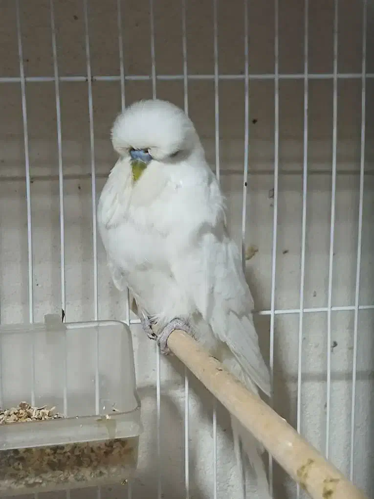 مرغ عشق انگلیسی گرید آ و قفس|پرنده|گرگان, |دیوار