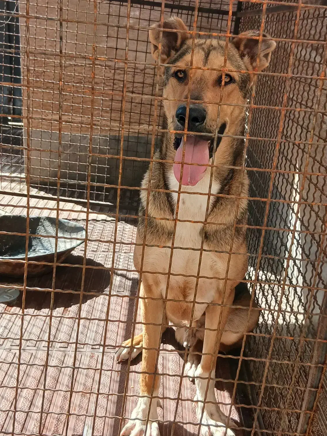 سگ دو رگه عراقی سرابی|سگ|ابهر, |دیوار