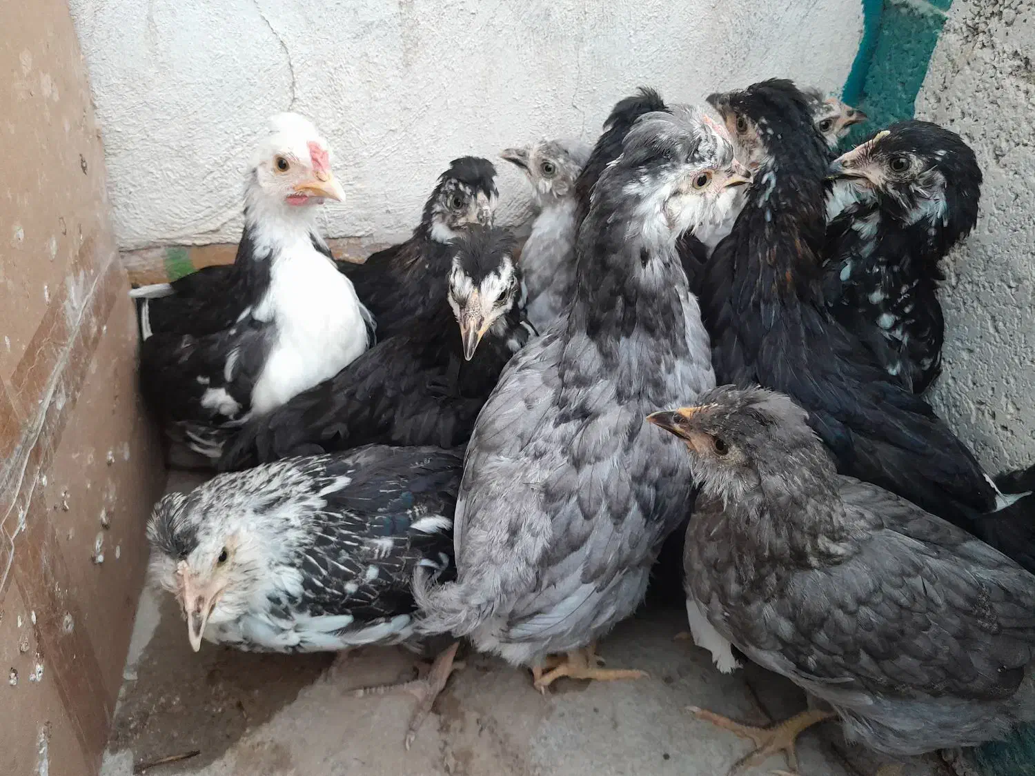 نیمچه و جوجه های گلین|حیوانات مزرعه|رامهرمز, |دیوار