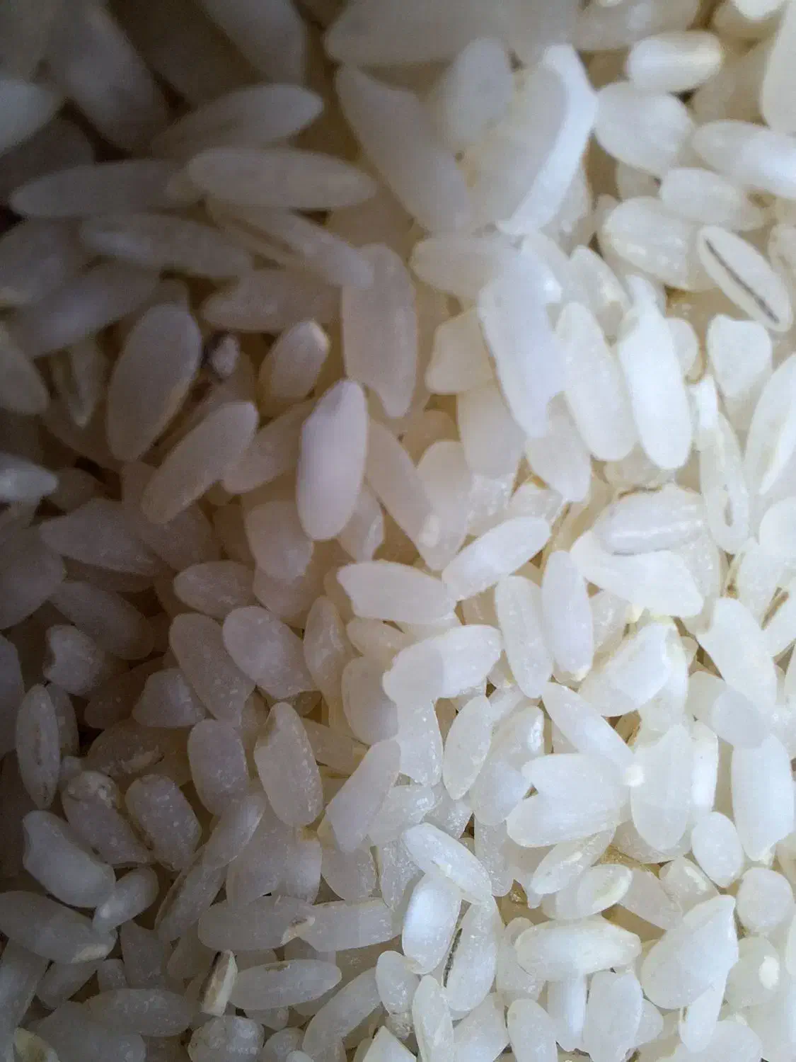 برنج کامفیروزی اصل کامفیروز به شرط|خوردنی و آشامیدنی|شیراز, زیباشهر|دیوار