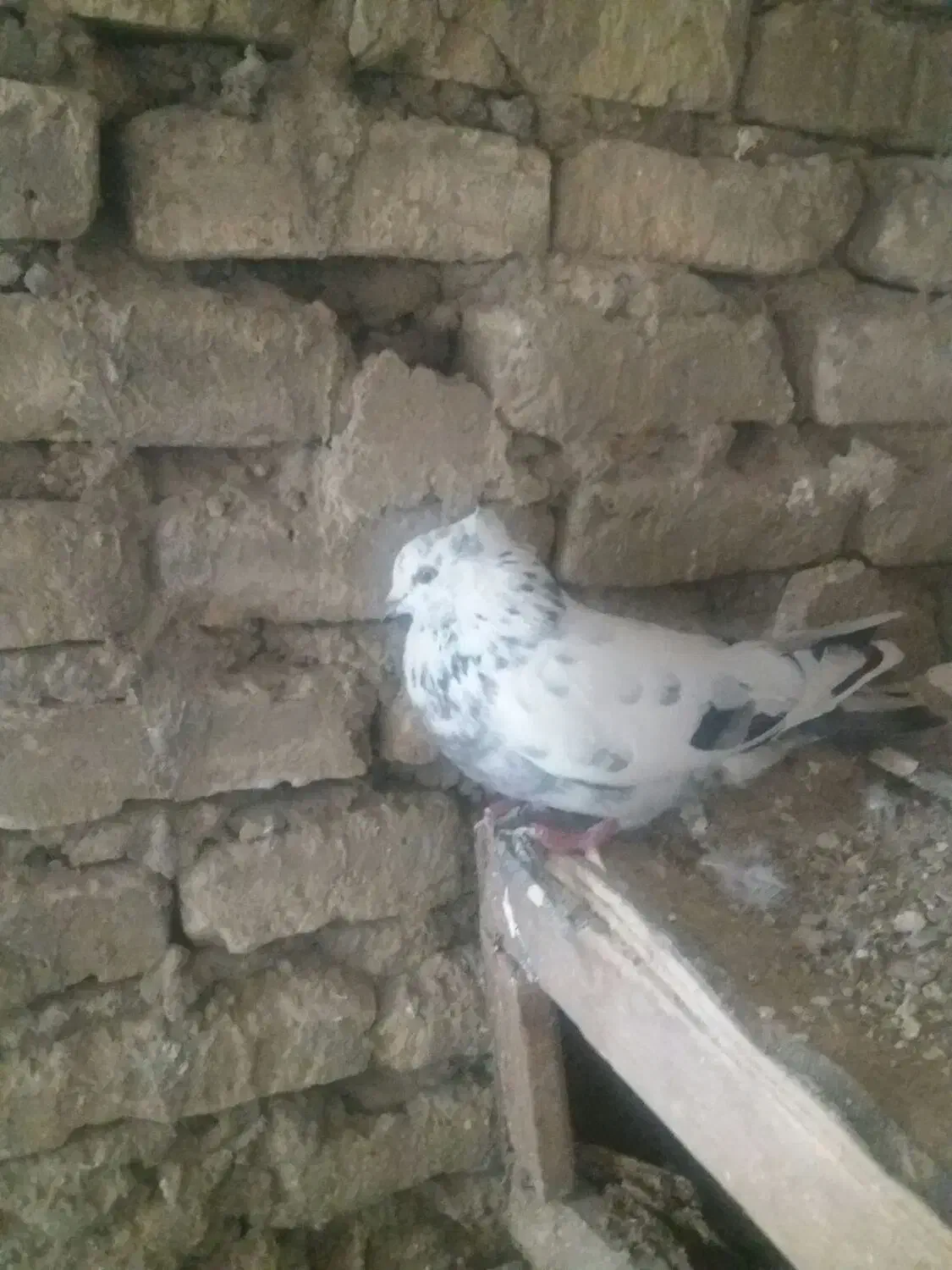 کاشانی|پرنده|مسجد سلیمان, |دیوار