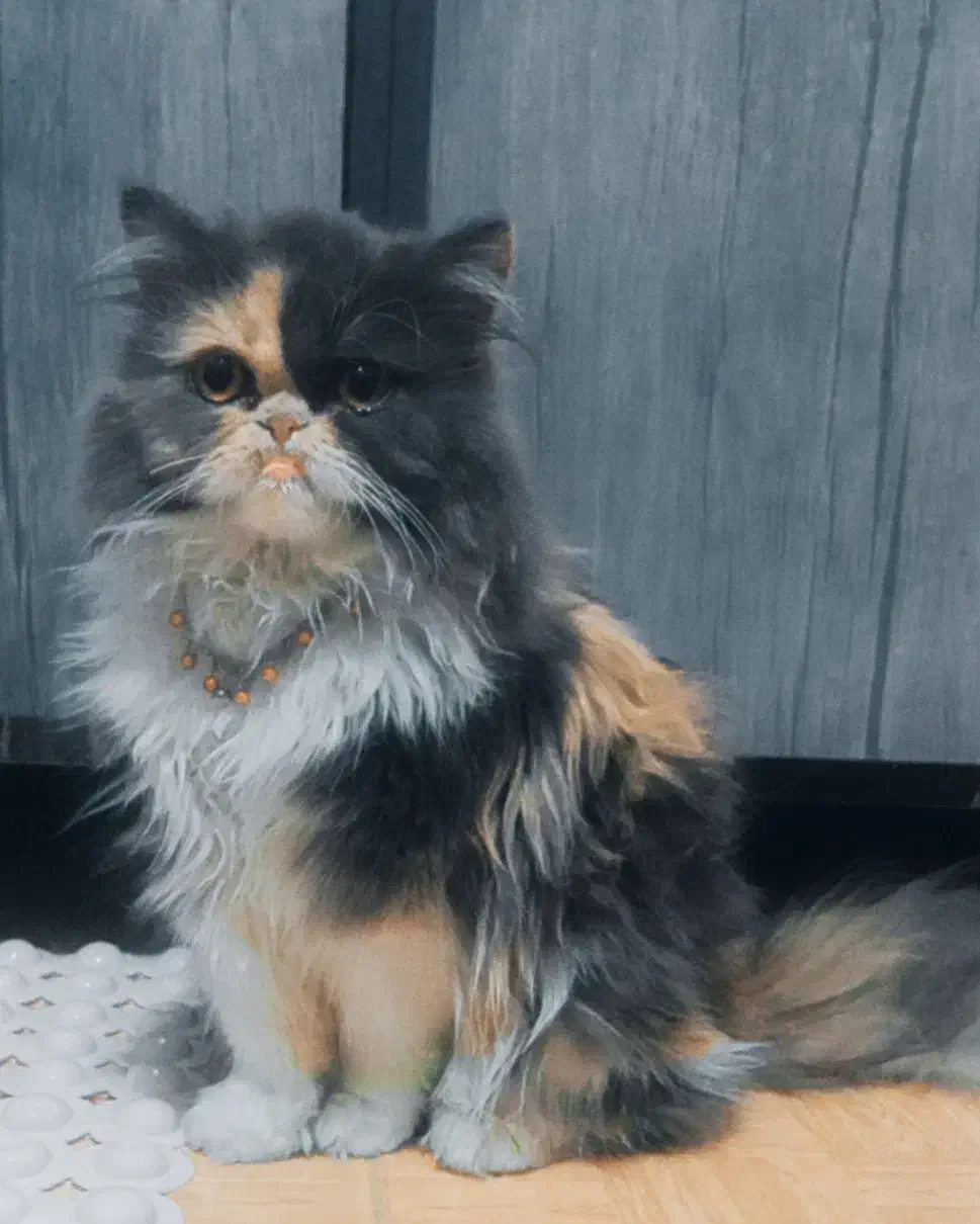 گربه ماده جهت جفت|گربه|بیرجند, |دیوار