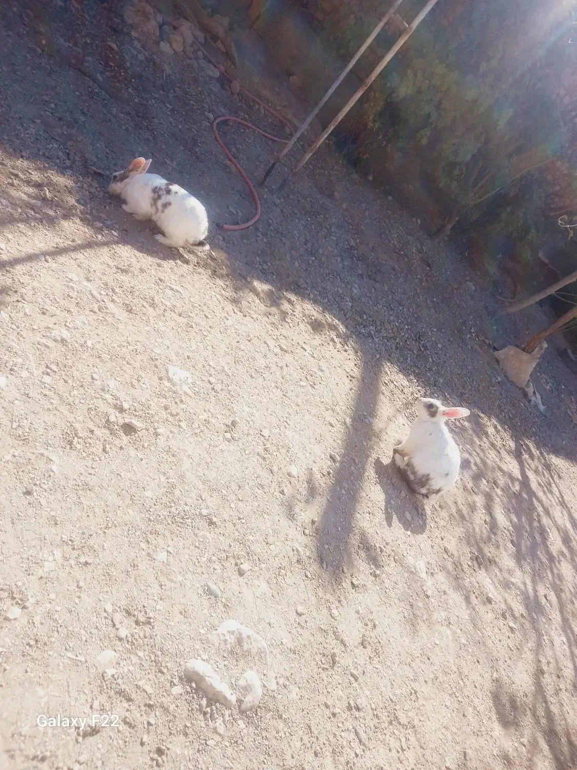 خرگوش|موش و خرگوش|چناران, |دیوار