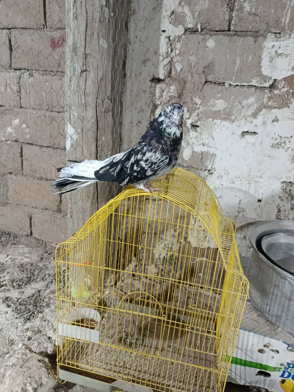 سلام سرور نر فروشی|پرنده|تبریز, |دیوار