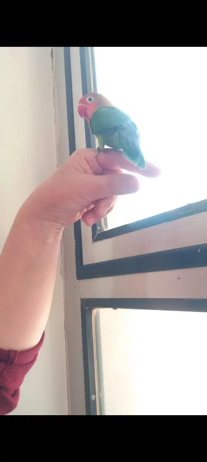 یه جفت طوطی برزیلی|پرنده|میاندوآب, |دیوار