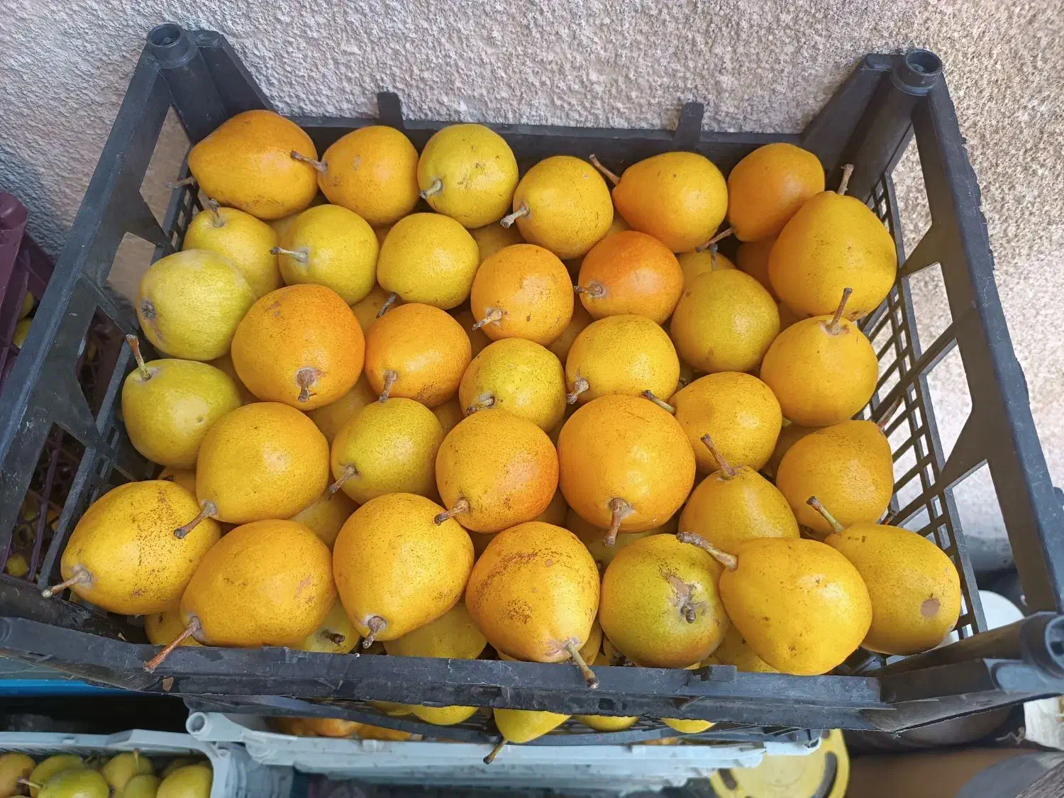 فروش گلابی شیروان|خوردنی و آشامیدنی|مشهد, شهید علی محمدی|دیوار