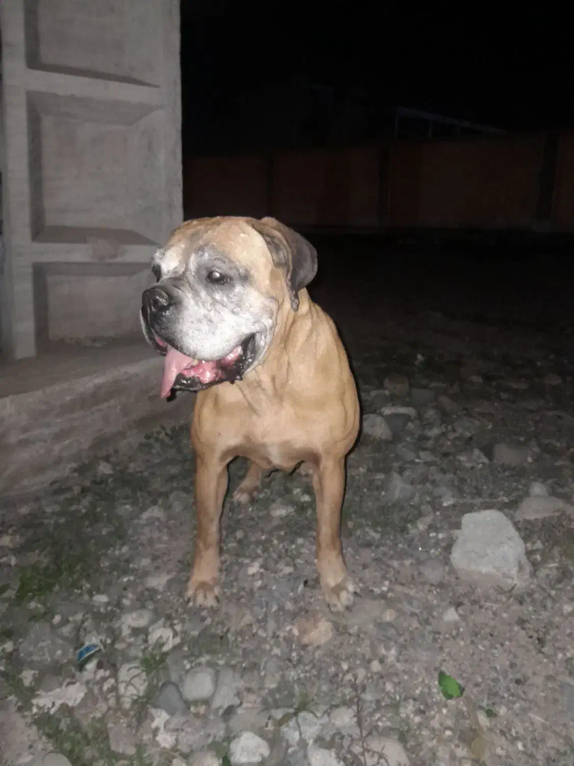 باکسر گمشده|حیوانات|جیرفت, |دیوار