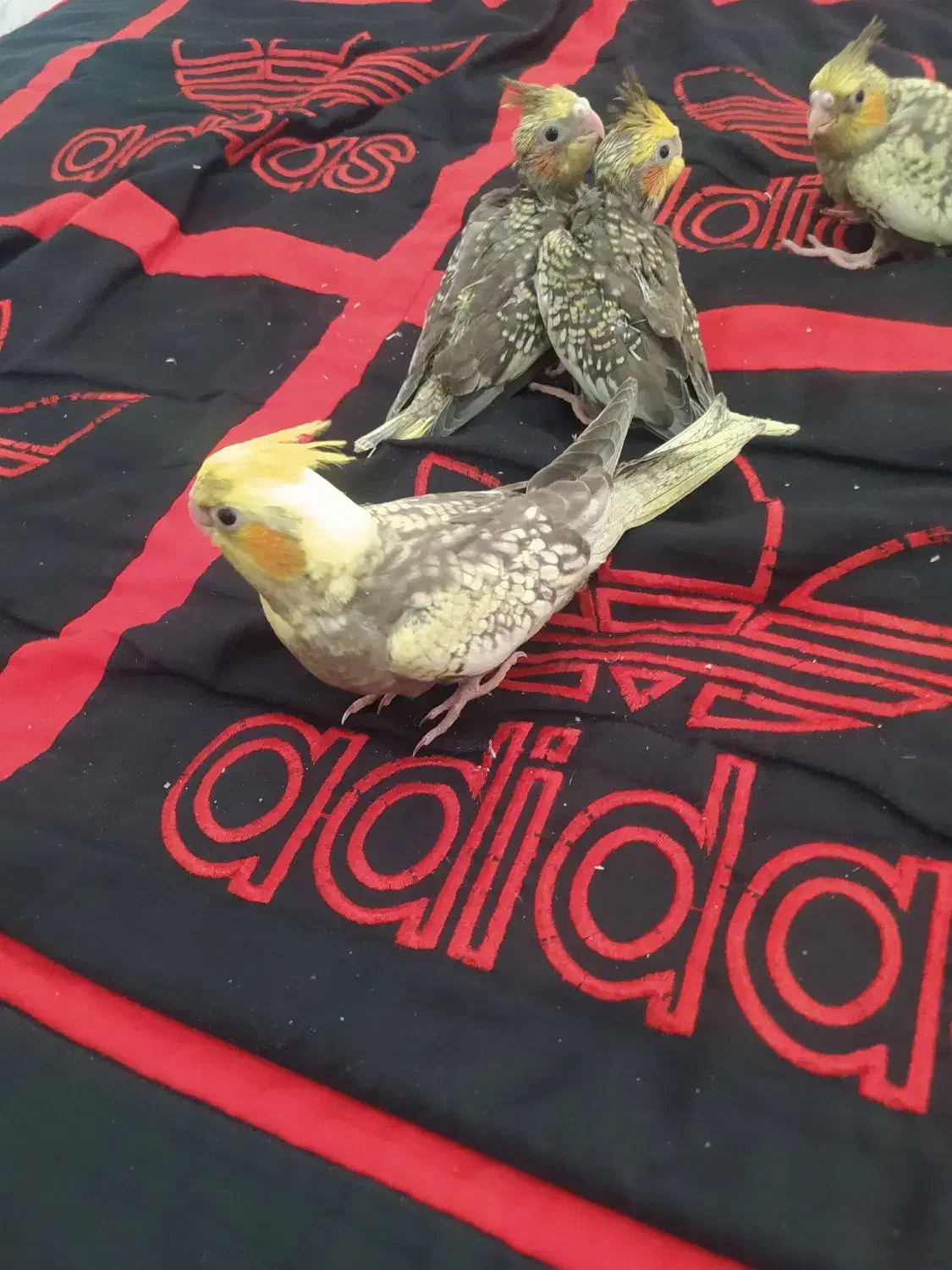 عروس هلندی نروماده|پرنده|ری, علایین|دیوار