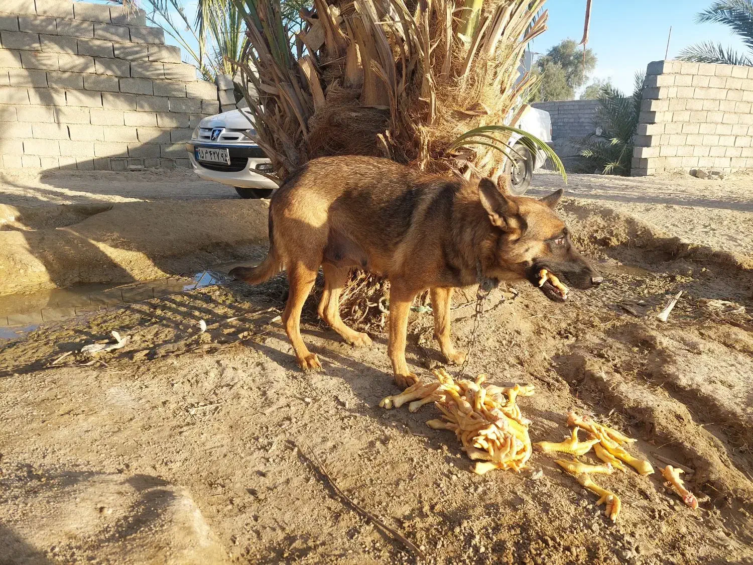 نخل خرما|گل و گیاه طبیعی|ایرانشهر, |دیوار